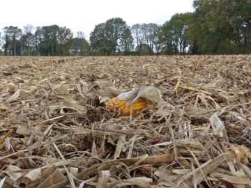 Maiskolben auf Erntefeld