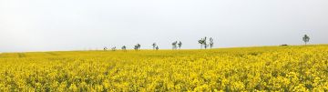 Rapsfeld
